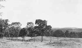 Small hillocks among trees.